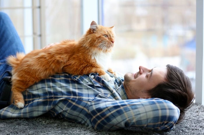 general cat care, how to take care of a cat for the first time, cat care tips, cat care 101, cat health care, taking care of a cat in an apartment, how to take care of cats and kittens, how to take care of a stray cat,