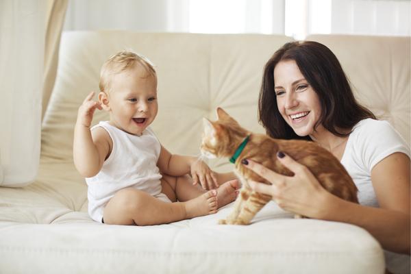 cat insurance, indoor cat insurance, pet health care plans, petplan cat insurance, pet insurance, petplan health insurance, pet care plan, pet insurance that covers everything