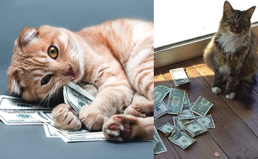 How much it actually costs to own a cat