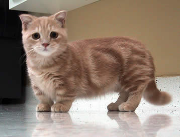 munchkin kitten for sale ,munchkin cat breeders ,munchkin cat lifespan ,munchkin cat facts ,pictures of munchkin cats ,munchkin cat scottish fold ,cat breeds ,grey munchkin cat