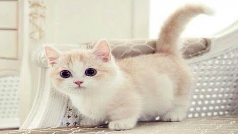Munchkin Cats: Everything You Need to Know About the Breed