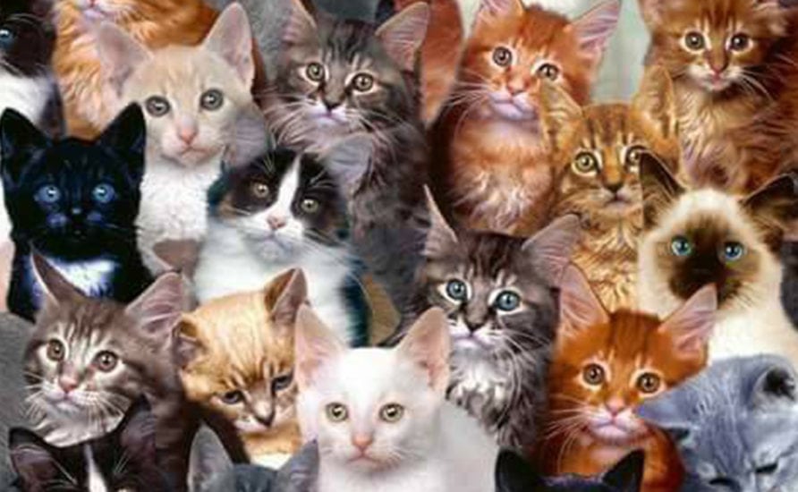 Different Cat Breeds, all You Need to Know | Myawesomecat.com
