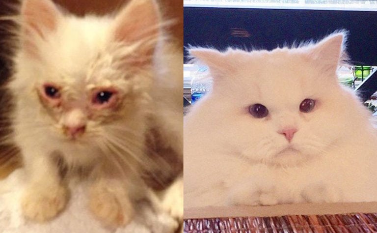 Cats 101 Basic Health Care Tips To Keep Your Cat Healthy