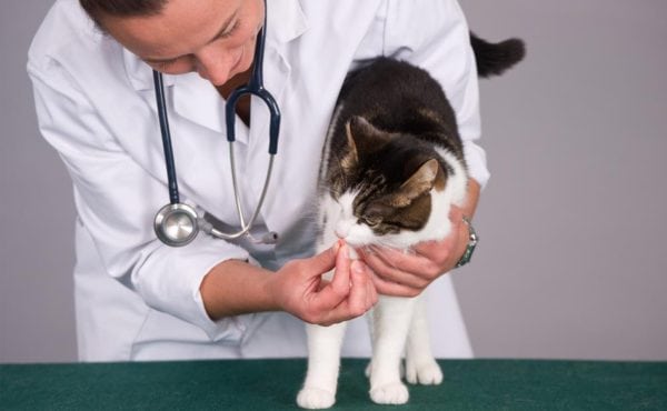 Health Care For Your Pet