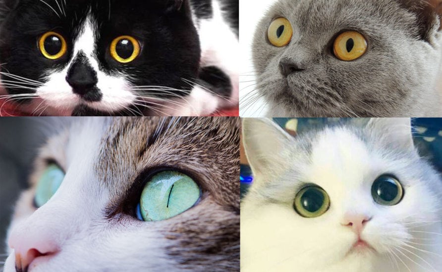 irregular pupil shape in cats