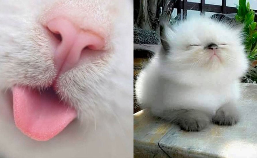 Cats Sense of Smell