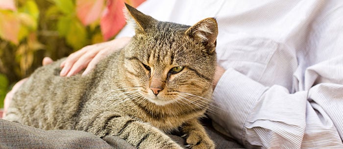 older cats behavior ,elderly cats dying ,elderly cats when to euthanize ,cats aging chart ,senior cats ,elderly cats howling ,caring for very old cats ,senior cat health