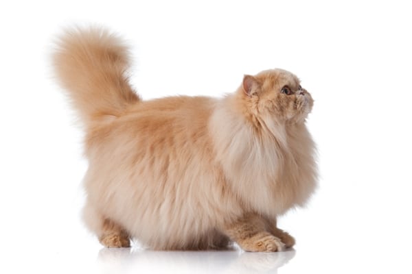 What You Need to Know about Persian Cat Care