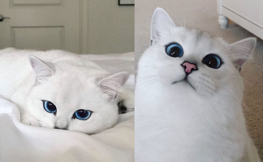 Should Your Cat Be Neutered Myawesomecat